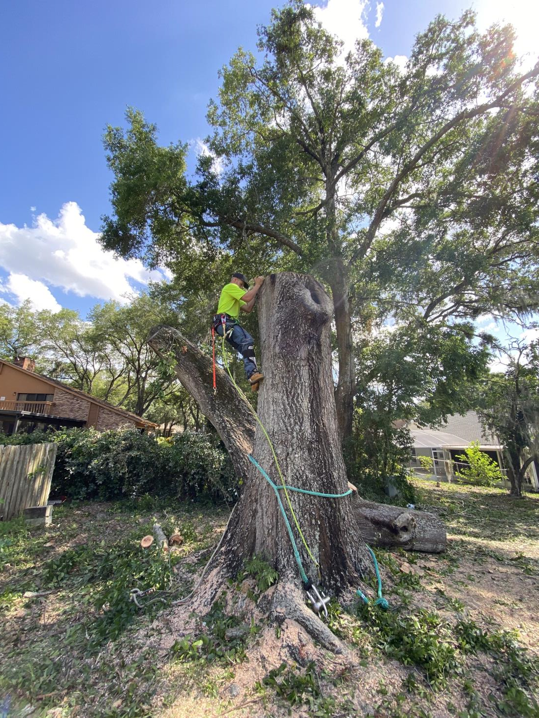 Hobbs Tree Care: Service Image-9 Hobbs Tree Care: Service Image-9