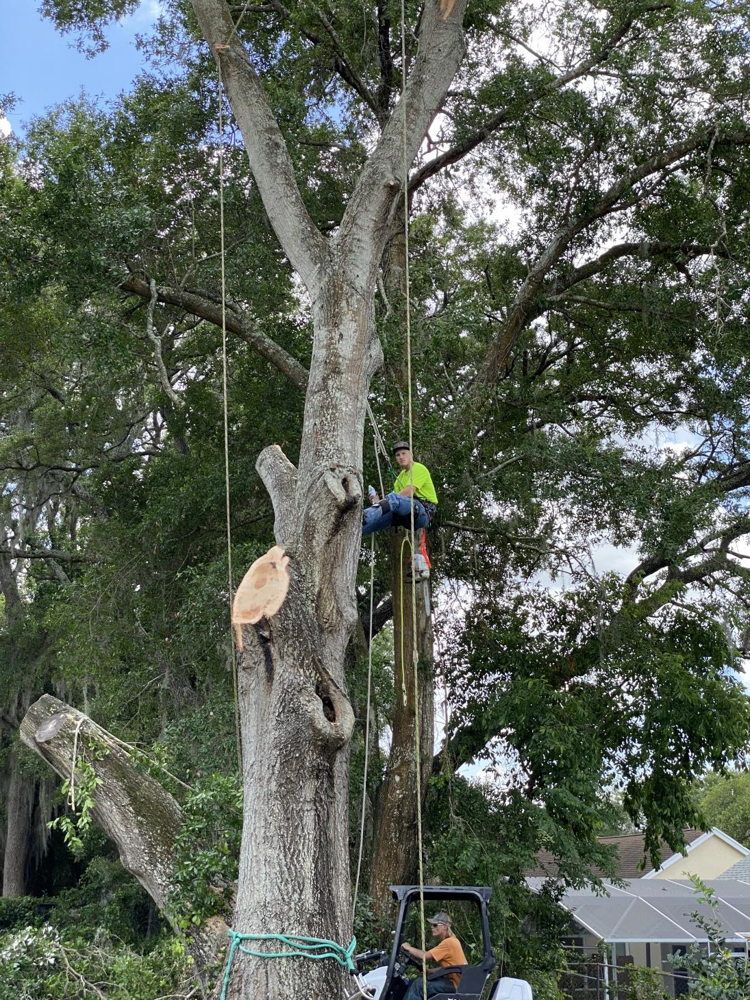 Hobbs Tree Care: Service Image-10