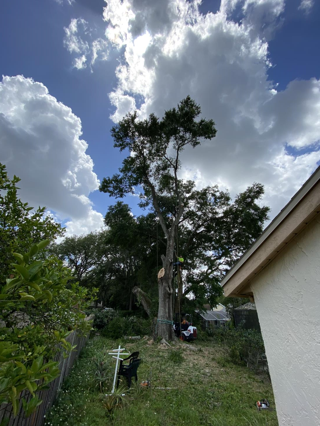 Hobbs Tree Care: Service Image-12