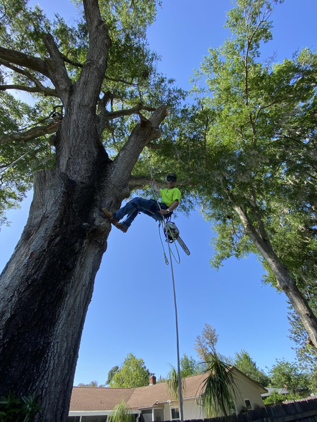 Hobbs Tree Care: Service Image-13