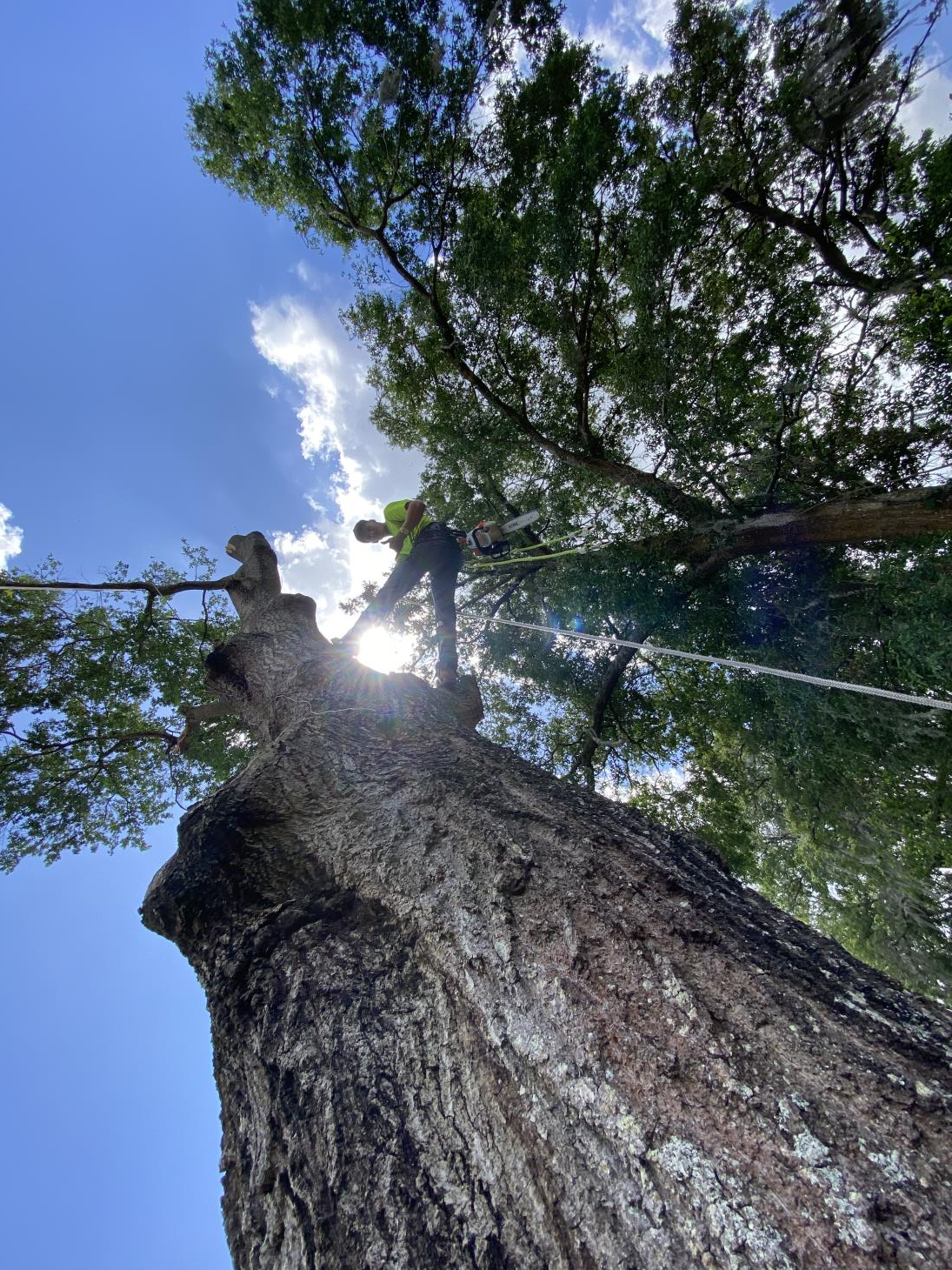 Hobbs Tree Care: Service Image-4 Hobbs Tree Care: Service Image-4