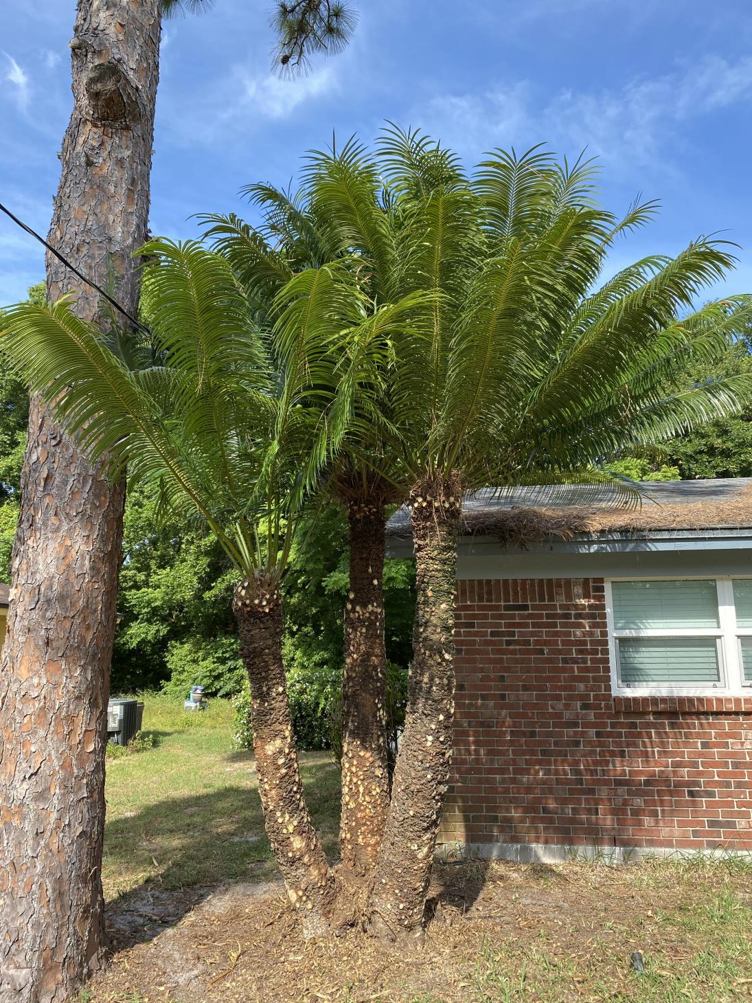 Hobbs Tree Care: Service Image-5 Hobbs Tree Care: Service Image-5