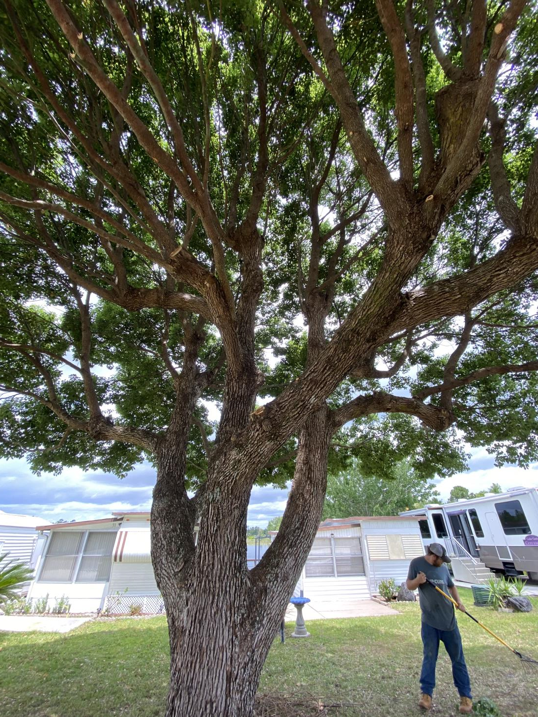 Hobbs Tree Care: Service Image-6 Hobbs Tree Care: Service Image-6