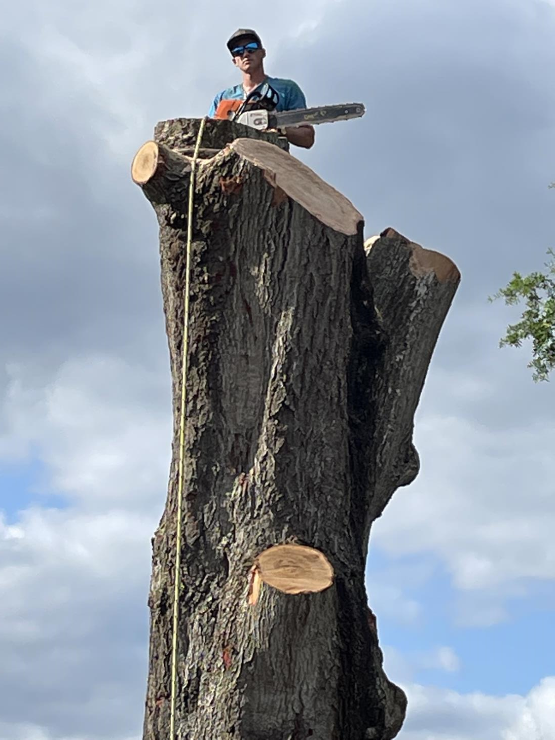 Hobbs Tree Care: Service Image-7