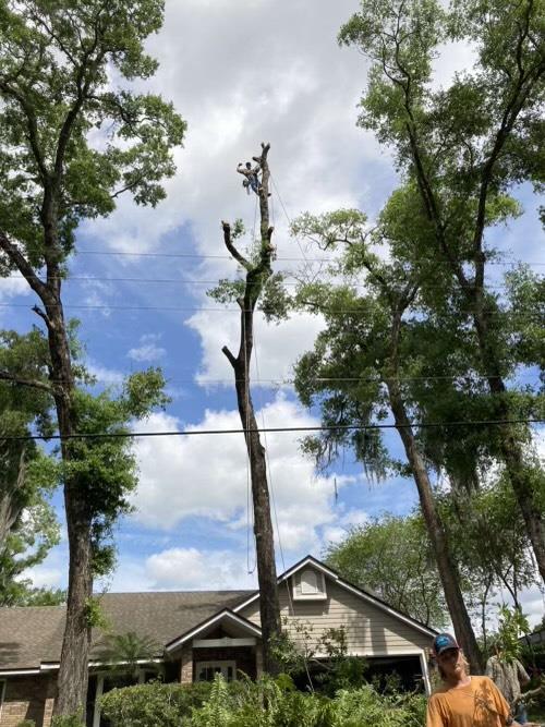 Hobbs Tree Care: Service Image-8 Hobbs Tree Care: Service Image-8